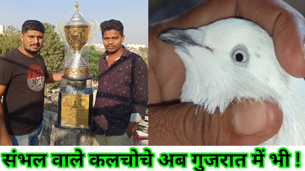 Ek aur Champion 🏆 | sambhal wale, shahjahanpuri hare kabootar, saharanpuri, muradabadi kabootar