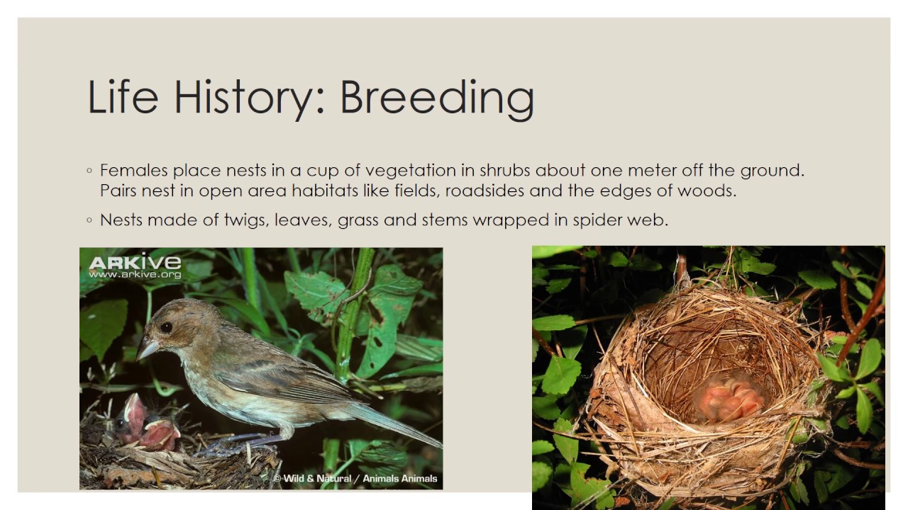 Indigo Bunting: Overview of Taxonomy, Field ID and Life History