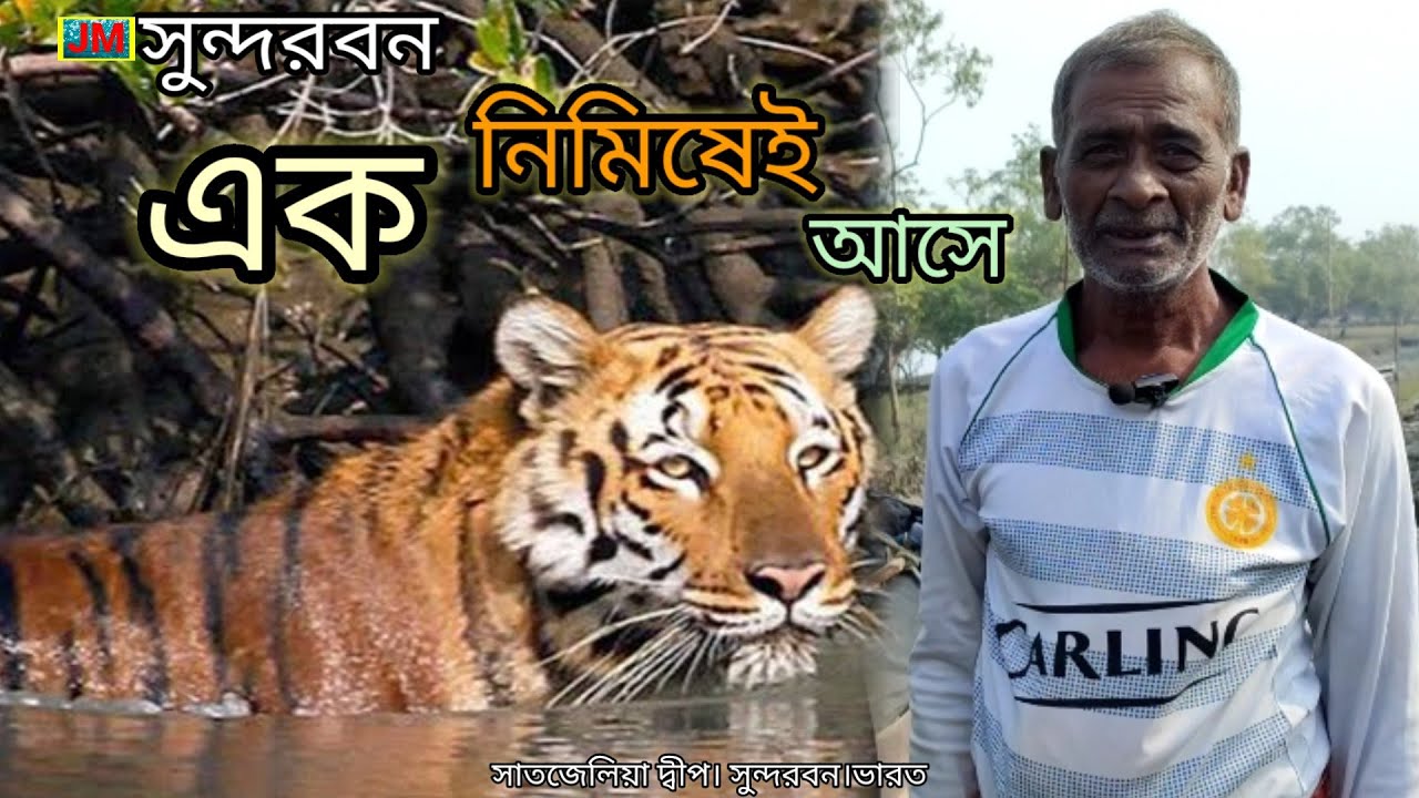 বাঘ ঝাঁপিয়ে আসলে আমি নৌকা থেকে নদীতে ঝাঁপিয়ে পড়ি How  Does Tiger Attack Man Survive।Epi 32।