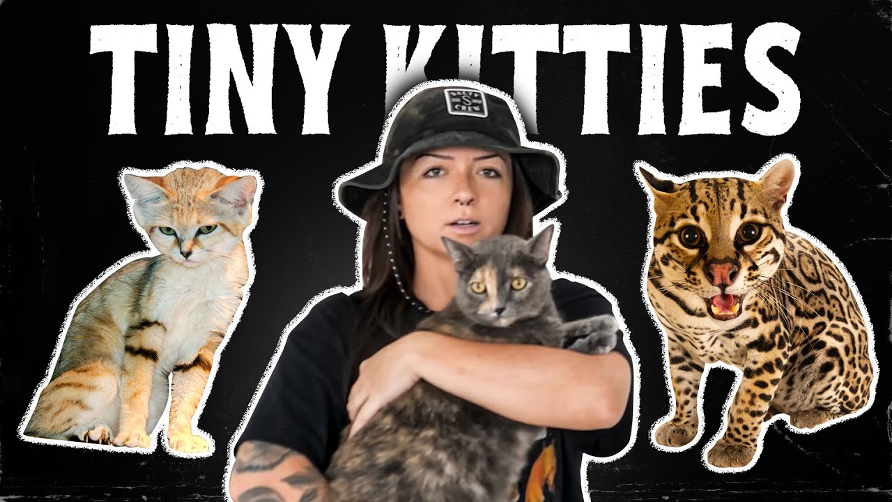 The 8 Lineages of Cats (That We Know Of) | History of Cats Episode 3 | Lindsay Nikole