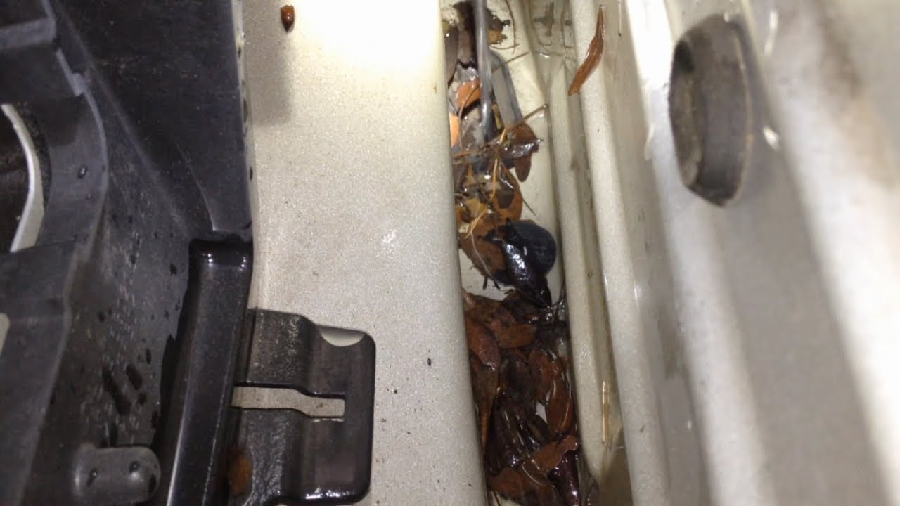 Ford Quick Tips: #16 2005+ Ford Mustang Water Leaks