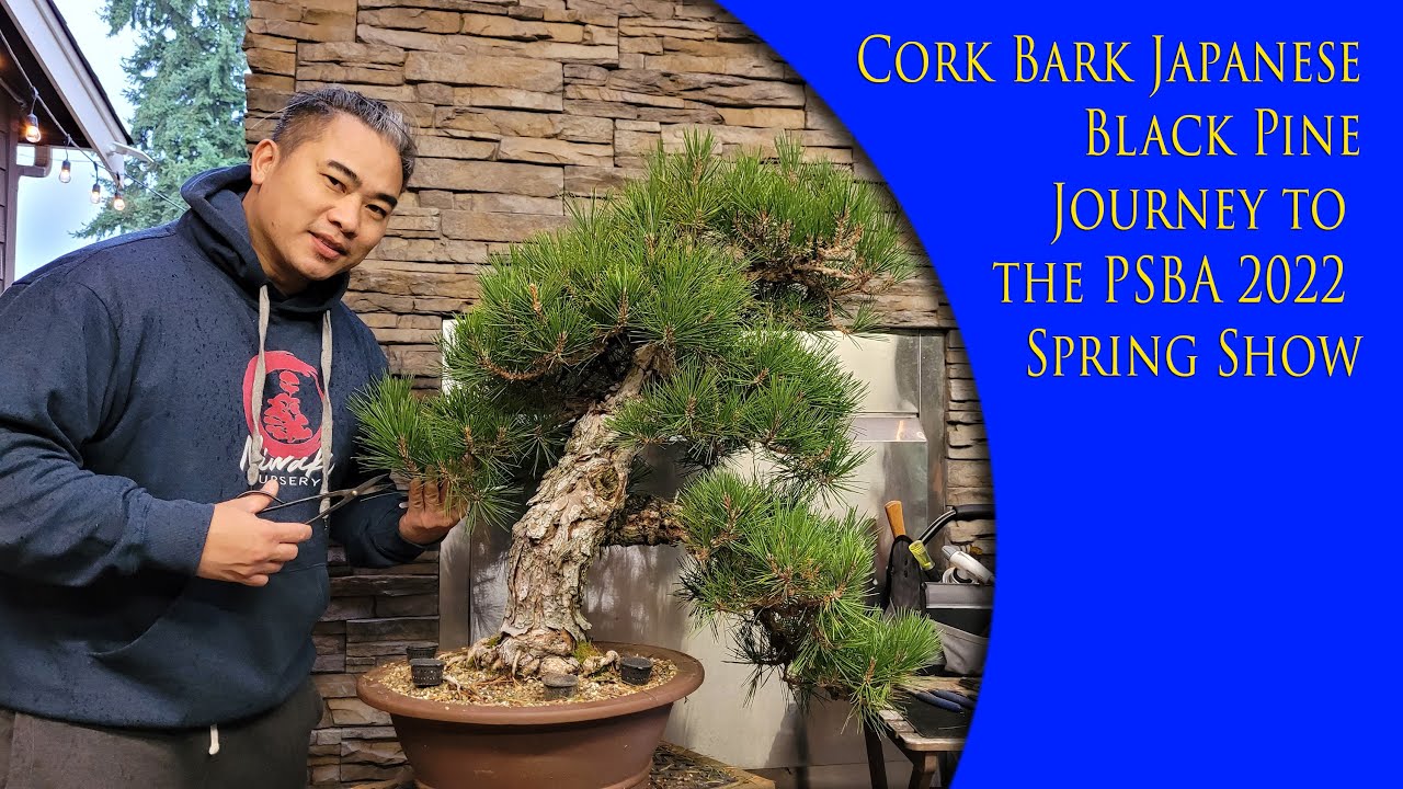 Cork Bark Japanese Black Pine - Journey to the PSBA Spring Show