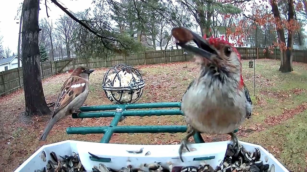 Red-bellied Woodpecker caught in the rain and a House Sparrow that wasn’t.