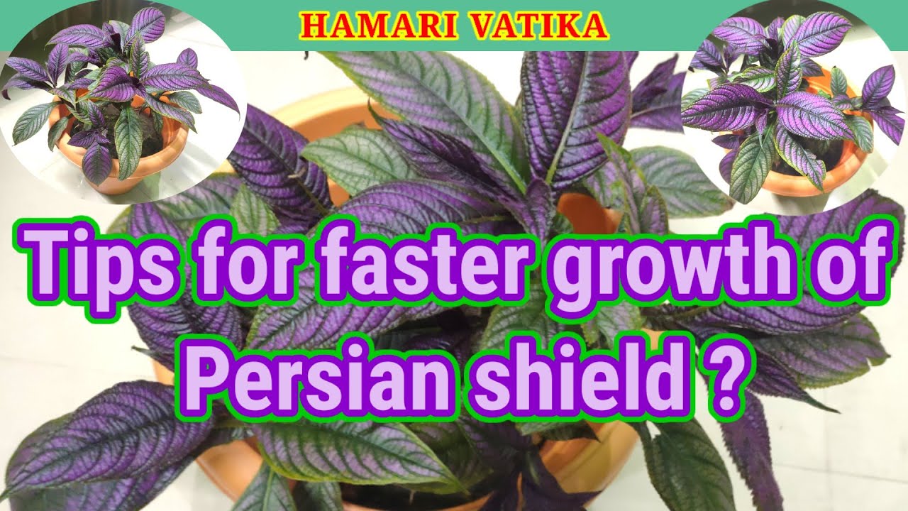 Persian Shield/Jalpari Plant-grow, care and propagation tips for faster growth/save your dying plant