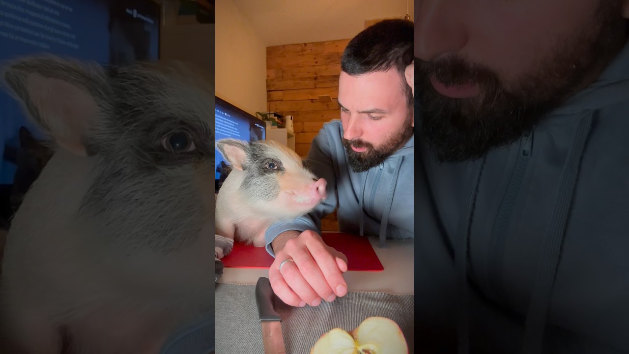 Assaggio della mela annurca 🍎🐷 #charleyeanna #maky #maialino #pig #maiale #friendsnotfood #piglet
