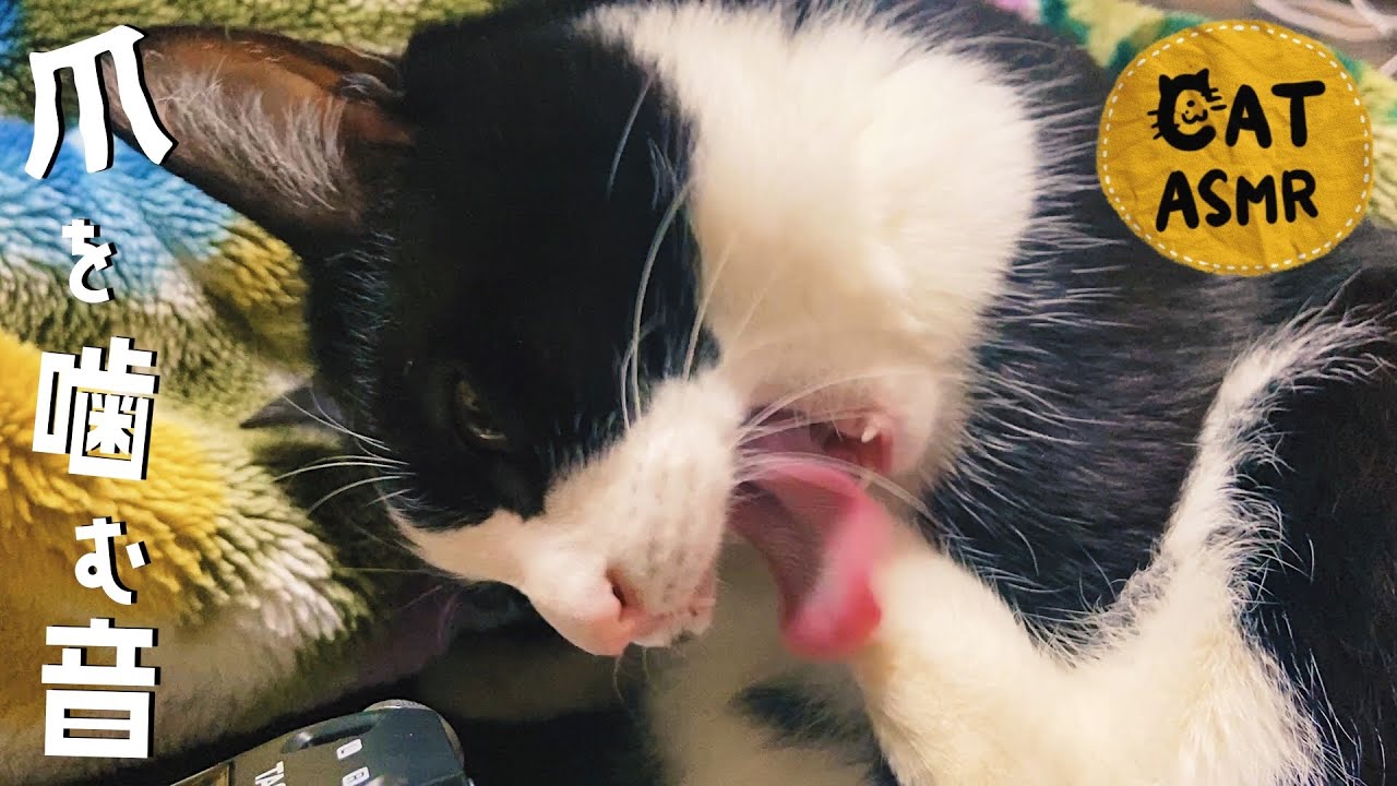 👅ASMR｜猫をガリガリと爪を噛むグルーミングの音 #140
