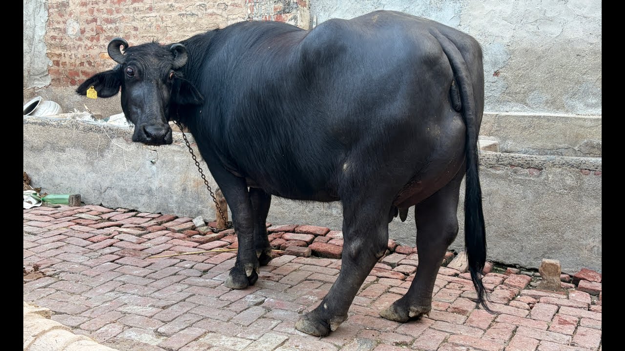 घर की पाली शानदार भैंस, 2nd Live Milking (Evening Time) at Narender Dairy Farm (8930158371)