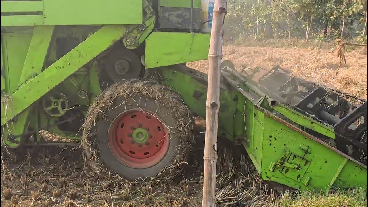 Heavy thresar se dhaan katai#धानकटाई (DhanKatai - Paddy Harvesting)#थ्रेशरमशीन 