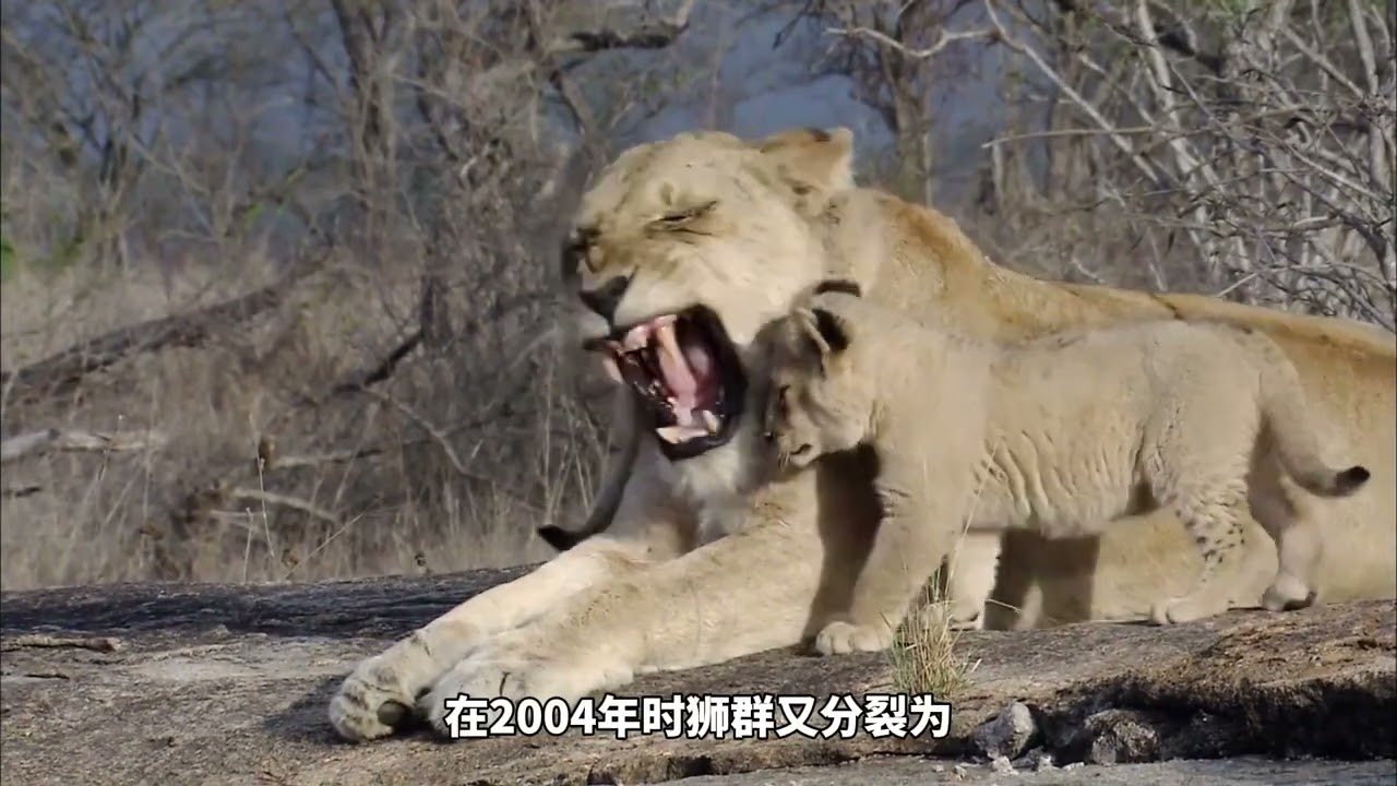坏男孩联盟的后代都有哪些？唯一被确认的后代又是谁 雄狮 狮子 坏男孩联盟