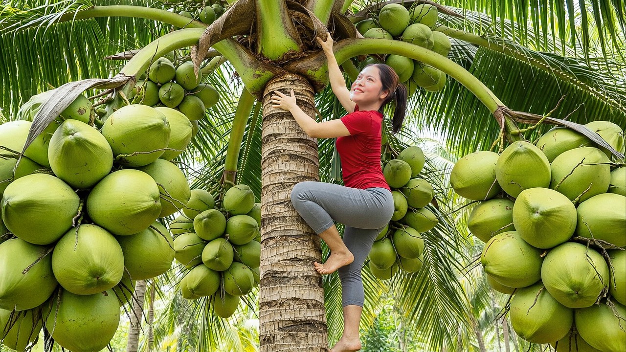 Harvesting Rare Giant Coconuts US & Go To Market Sell | Tropical Fruit For High Profits