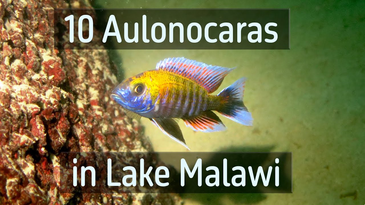 10 Aulonocaras in Lake Malawi