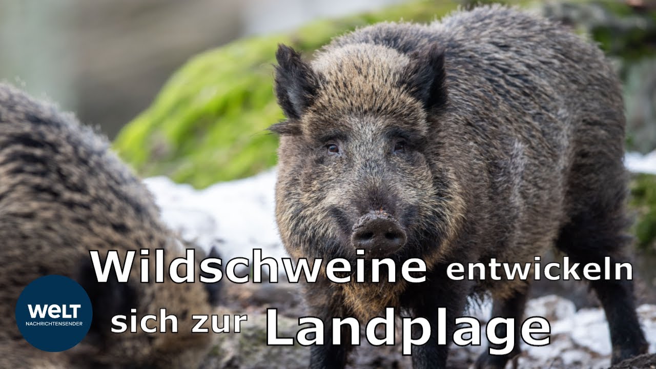 So kann man sich vor einem Wildschwein-Angriff sch&uuml;tzen