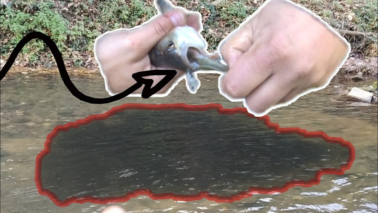 il y avait TROP DE POISSONS ....  Pêche au leurre en ruisseau !
