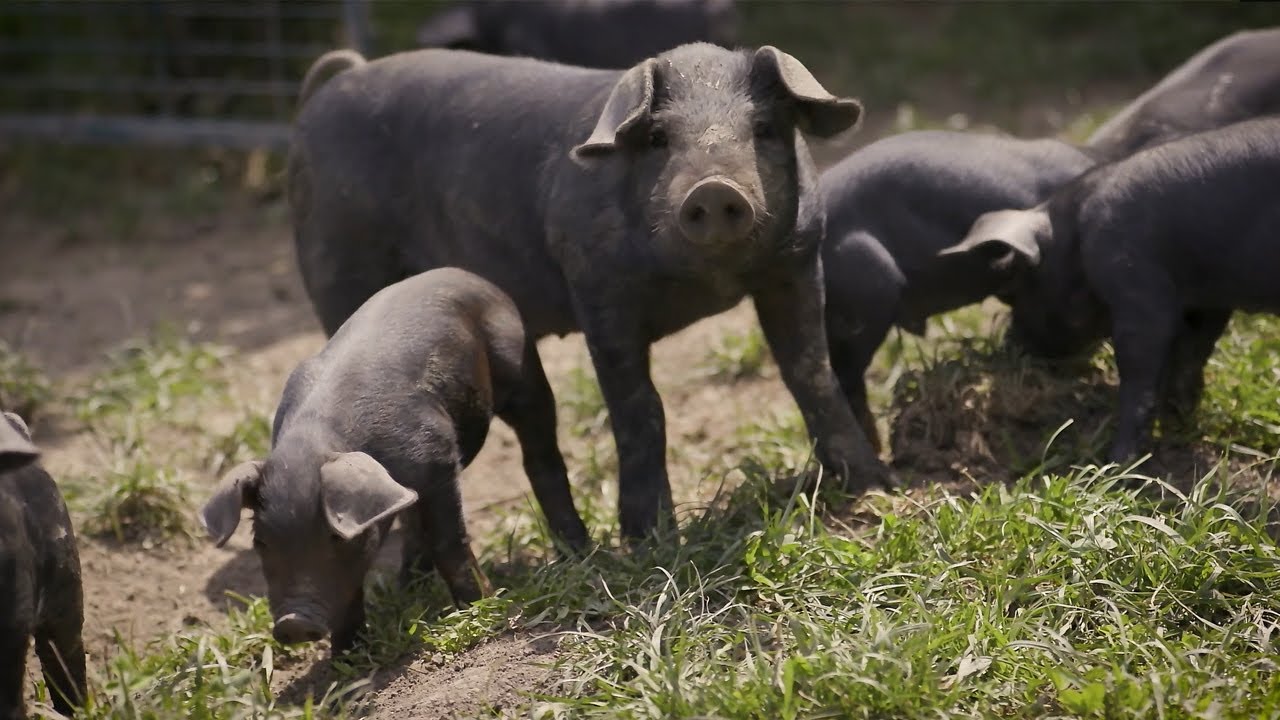 Pigs raised on a high welfare farm in Canada