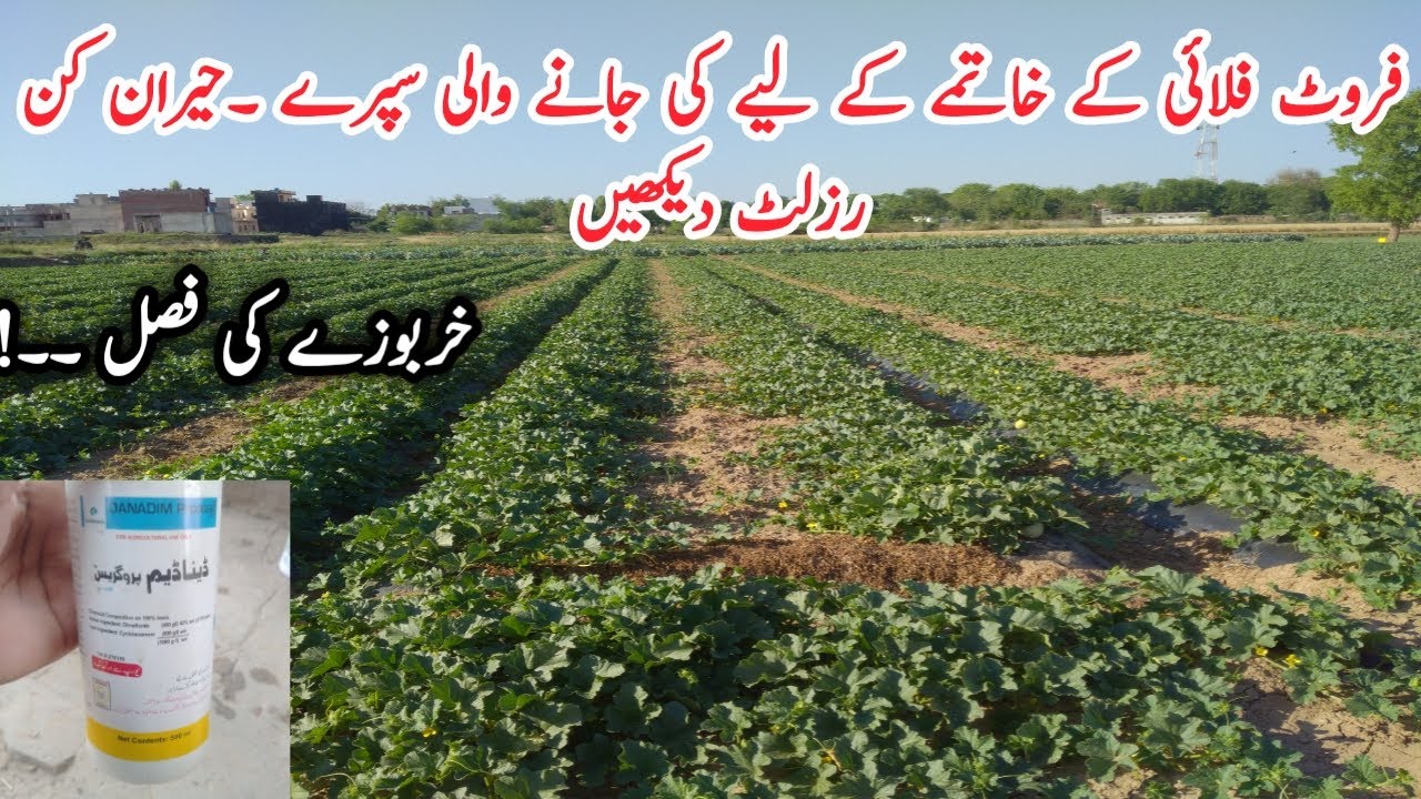 Best spray for control of fruit fly in melon /Result of DenaDim /Agriculture guru