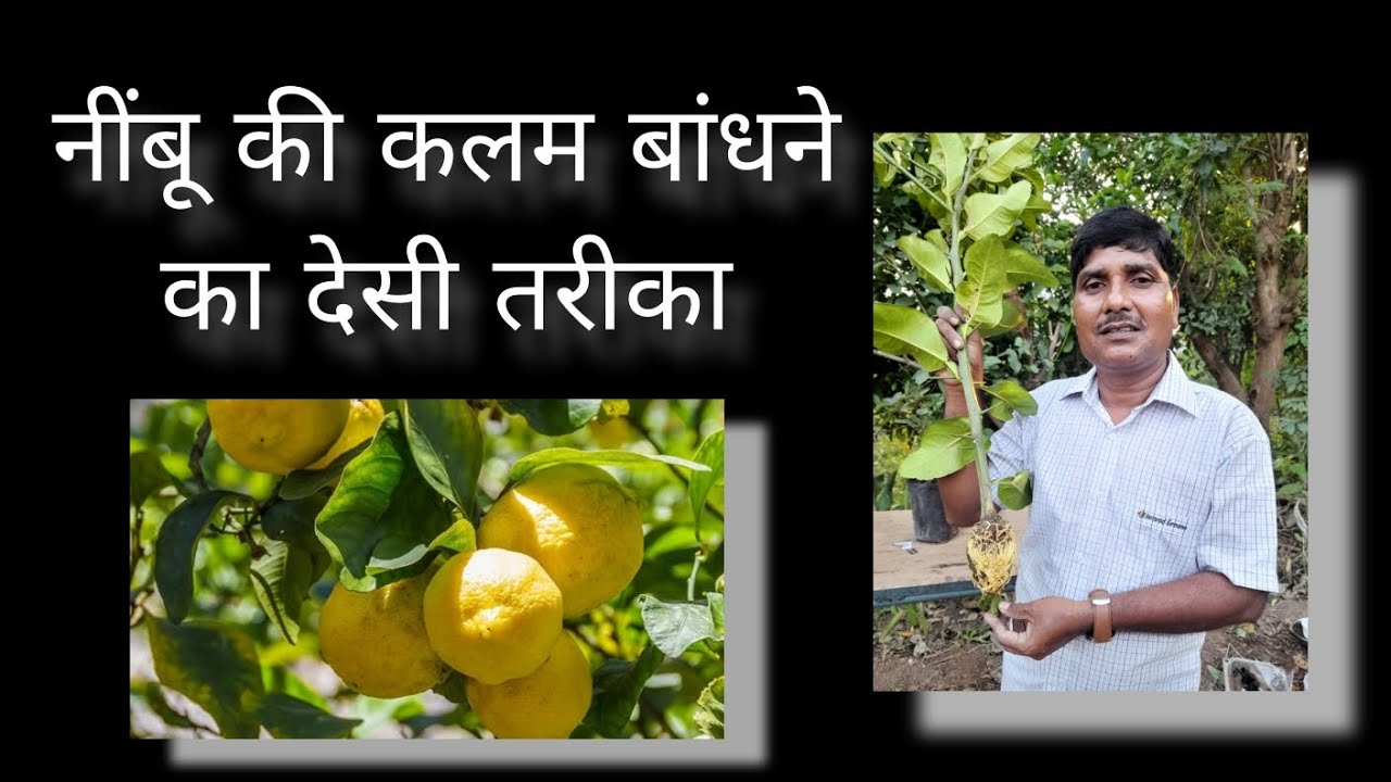 नींबू की कलम बांधने का देसी तरीका! How to propagate lemon tree cuttings-100% success @Jemu_Valvi