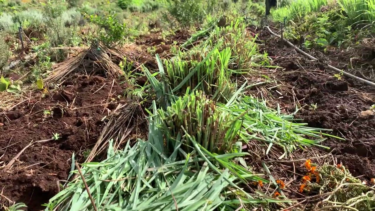 How to prepare the soil as you do Organic farming