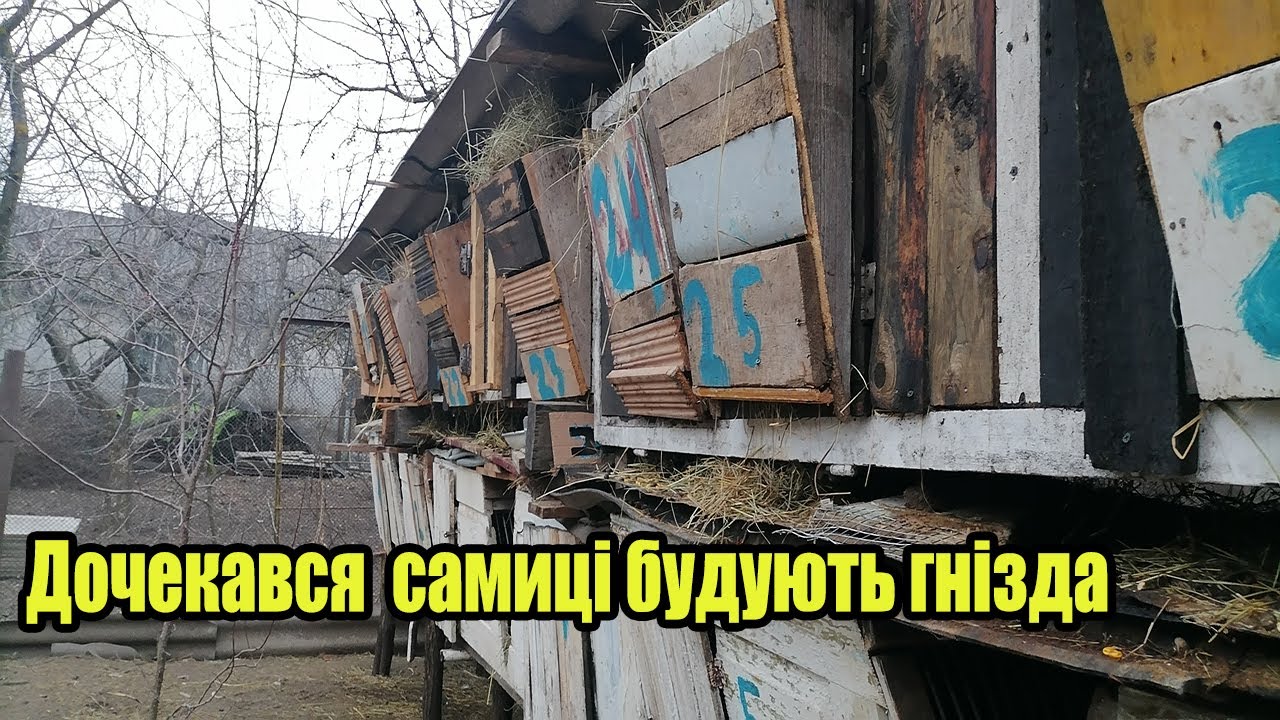 Дочекався кролики почали будувати гнізда.Чекаємо на маленьких кроликів