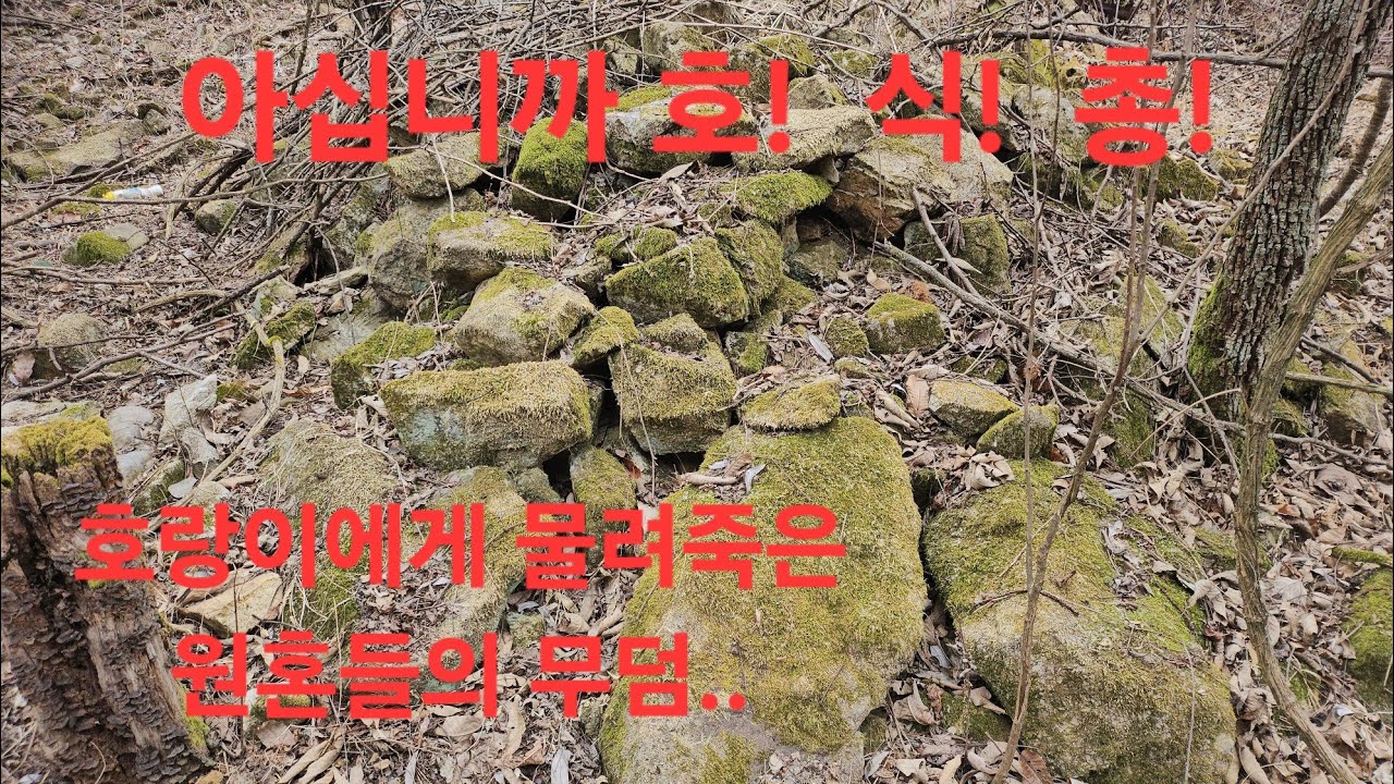 호식총 아십니까!!?  여기에 호식총이 왜 있는거야!!?
