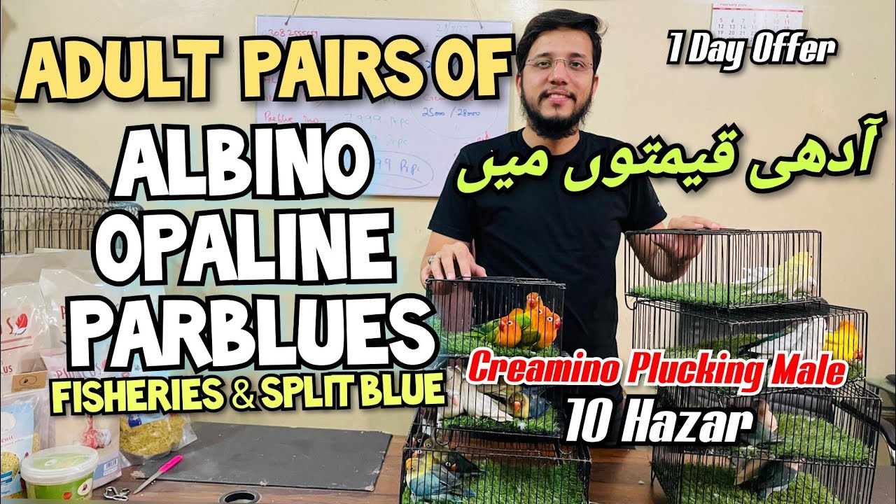 Adult Pairs Of Albino Opaline Parblue 1 day valentine offer | Creamino Plucking 10 mai | adhi qeemat