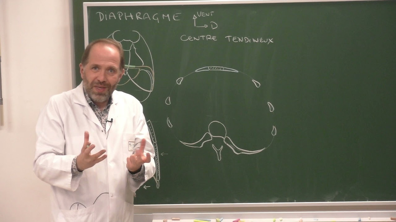Thorax 2 - Anatomie du diaphragme thoraco-abdominal [Anatomy and function of the diaphragm]