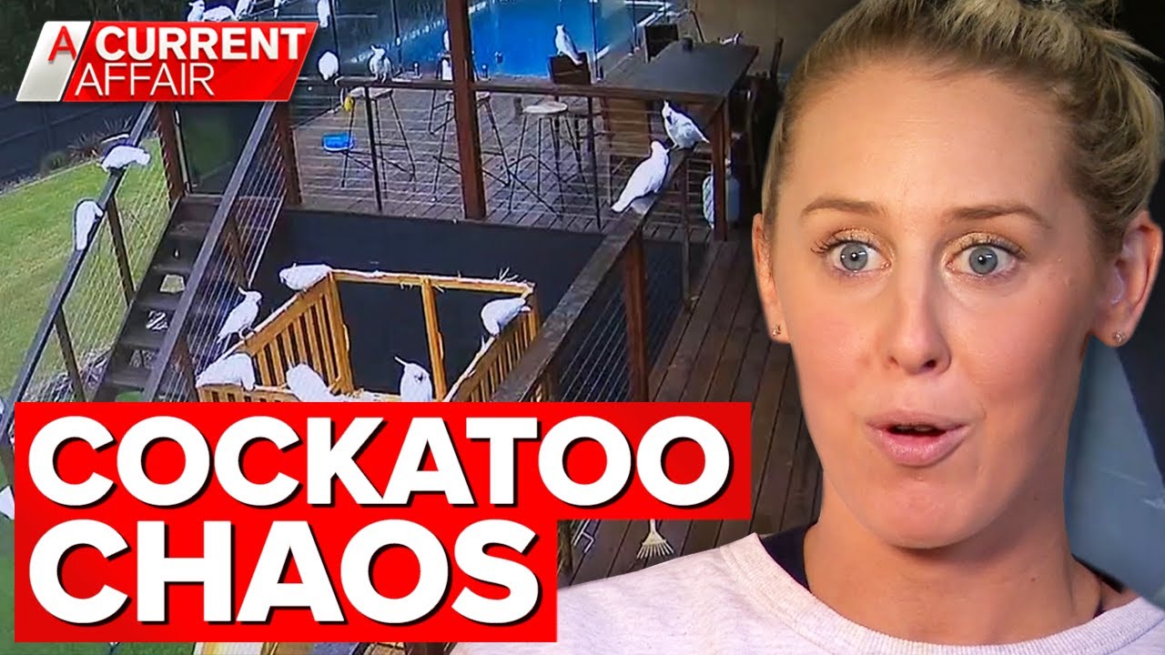 Cockatoo detective catches pesky birds damaging property on CCTV | A Current Affair