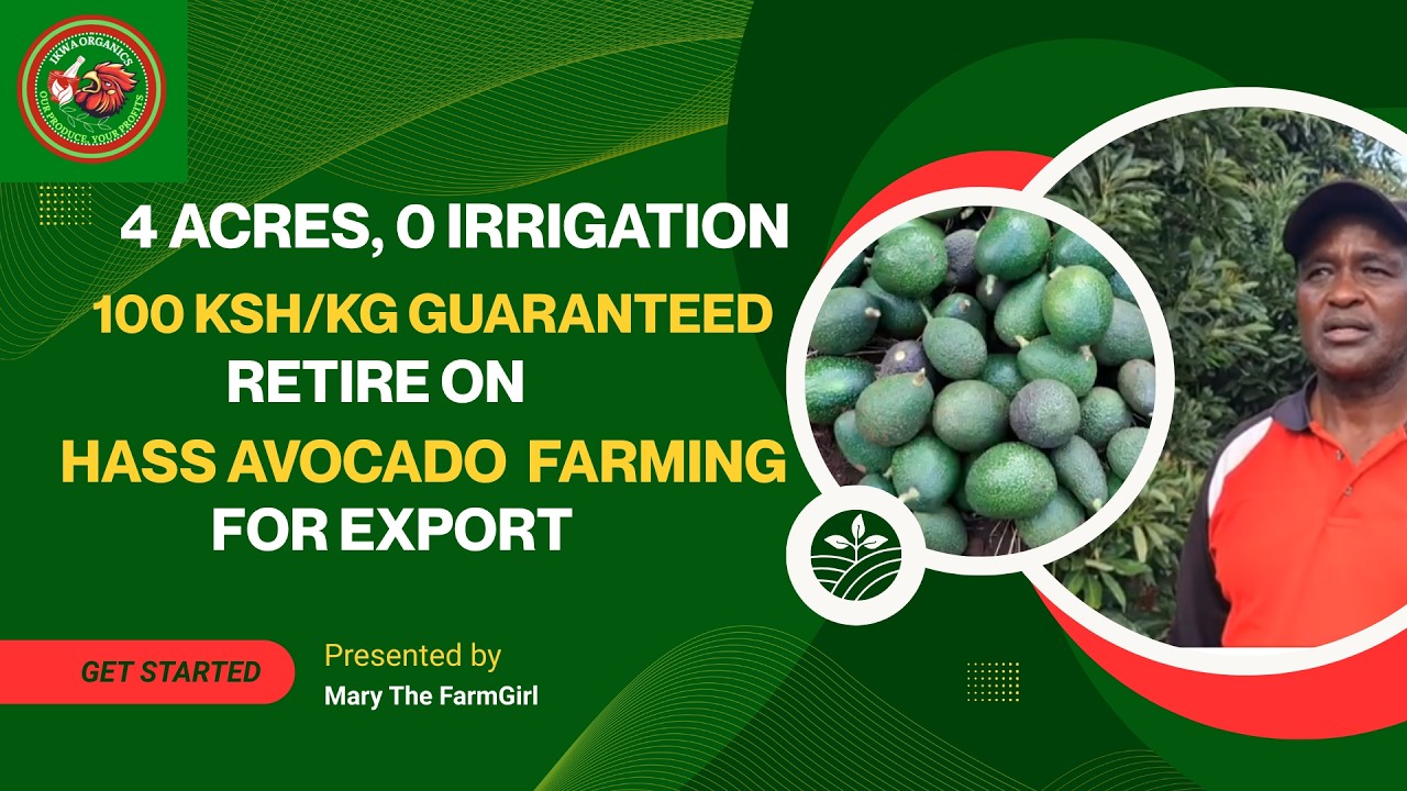 Make 1 Million KSH/Year on 1 acre: Hass Avocado Farming for Export: Yields, Costs, and ROI in Kenya