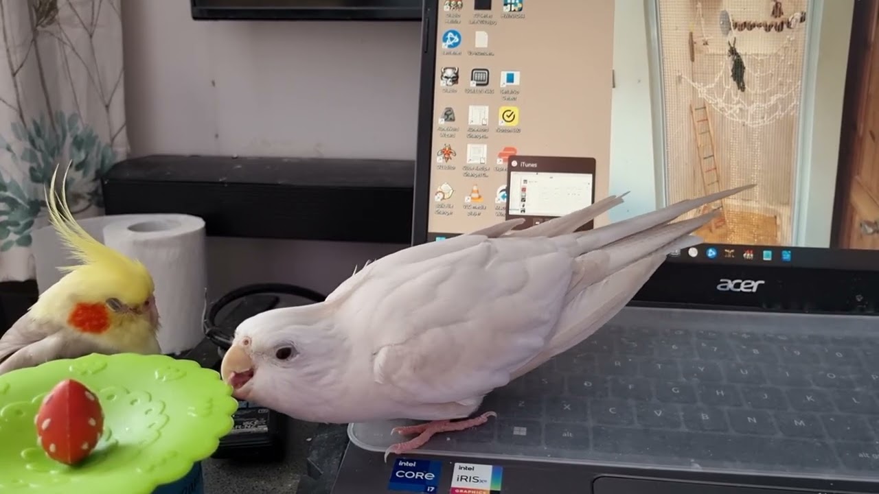 Chewy-Chewy Coco