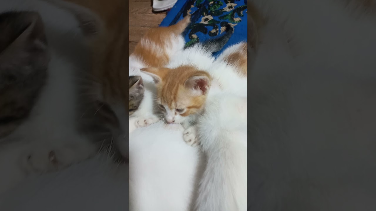 chatsheureux