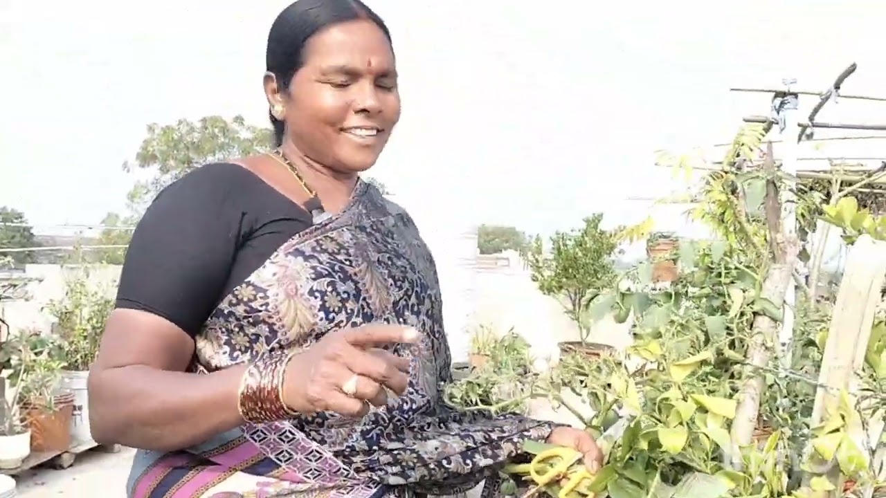 మన గార్డెన్లో ఆకుకూరలు కూరగాయలు చూద్దామా#అమ్మ మినీ గార్డెన్