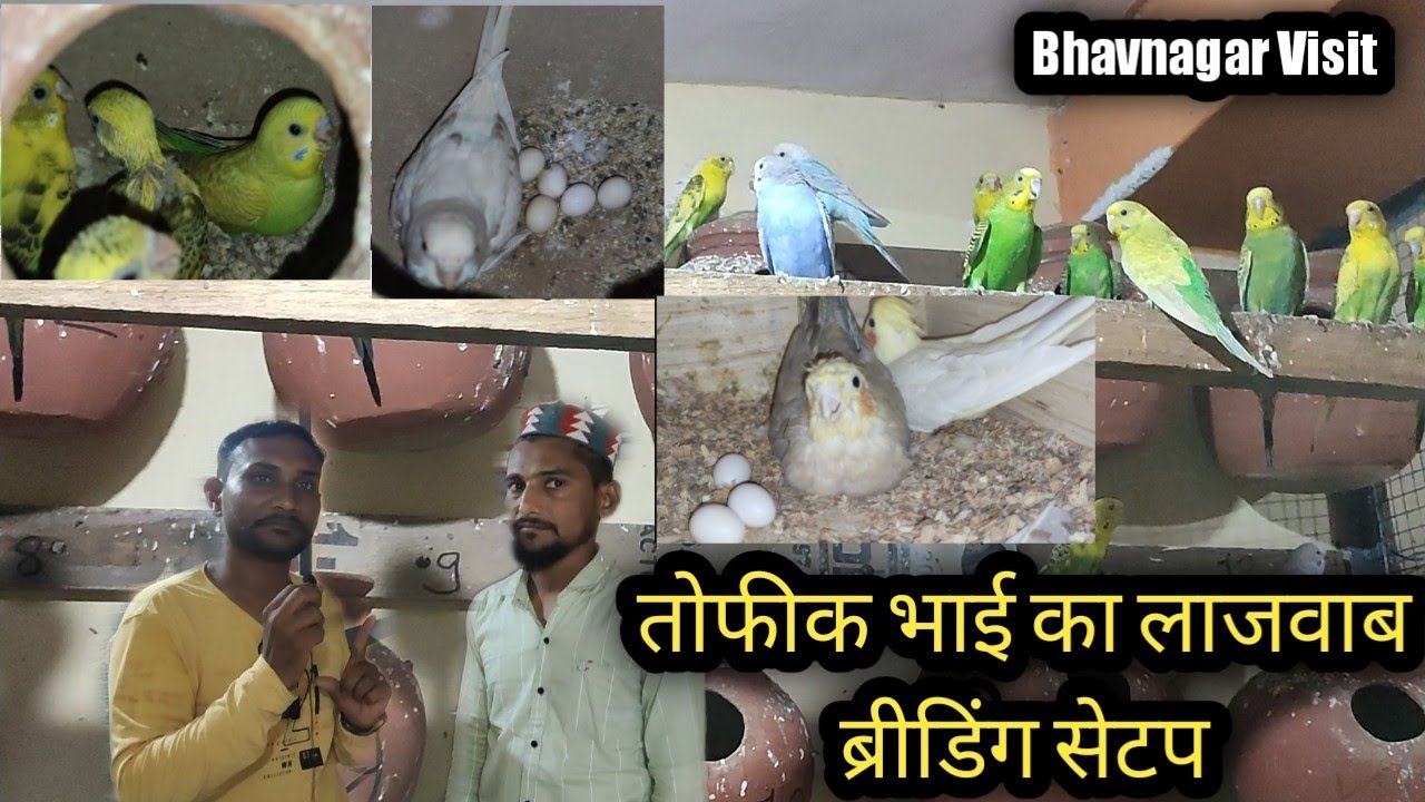 तोफीक भाई का लाजवाब ब्रीडिंग सेटप Visit Bhavnagar 20Pair Budgies 11Pair Finch And Cocktail Available