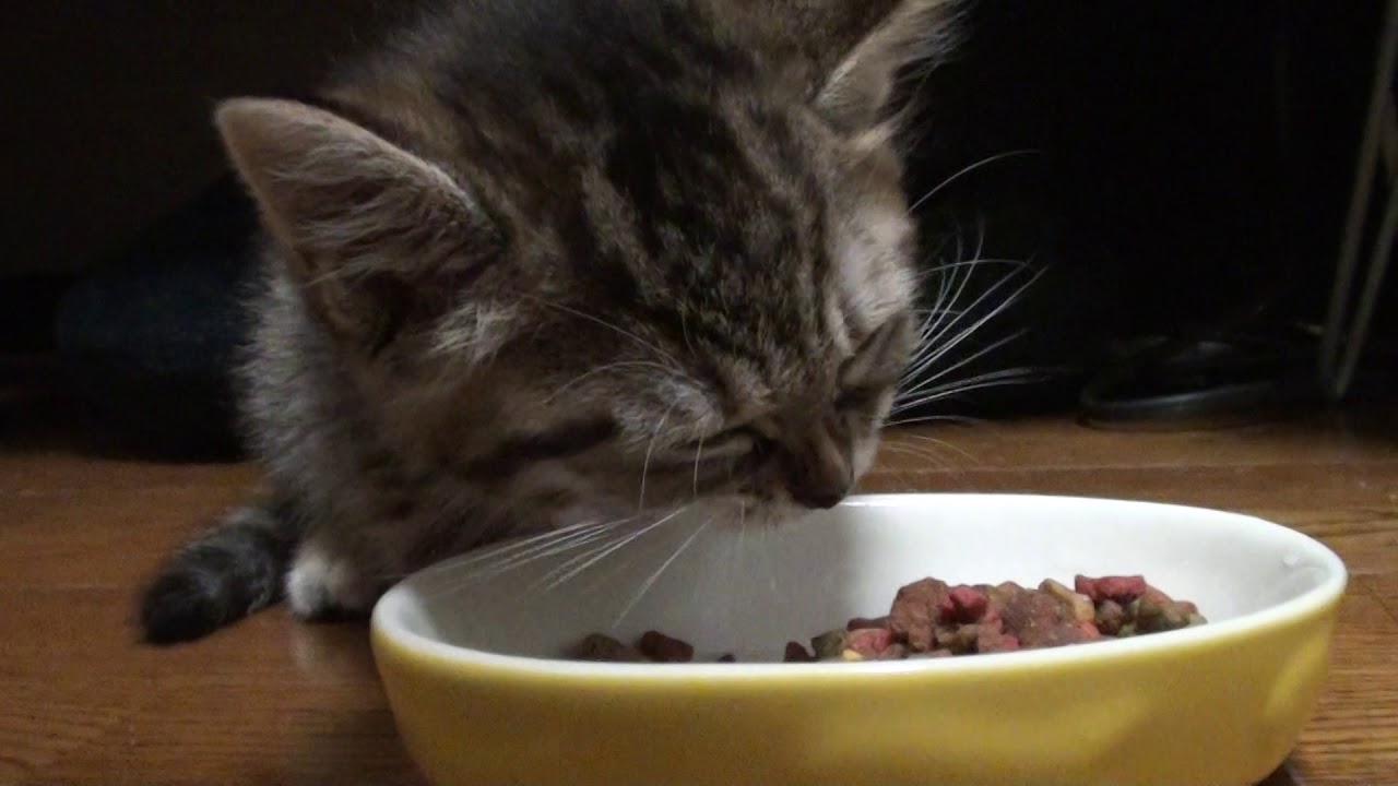 子猫にカリカリあげてみた