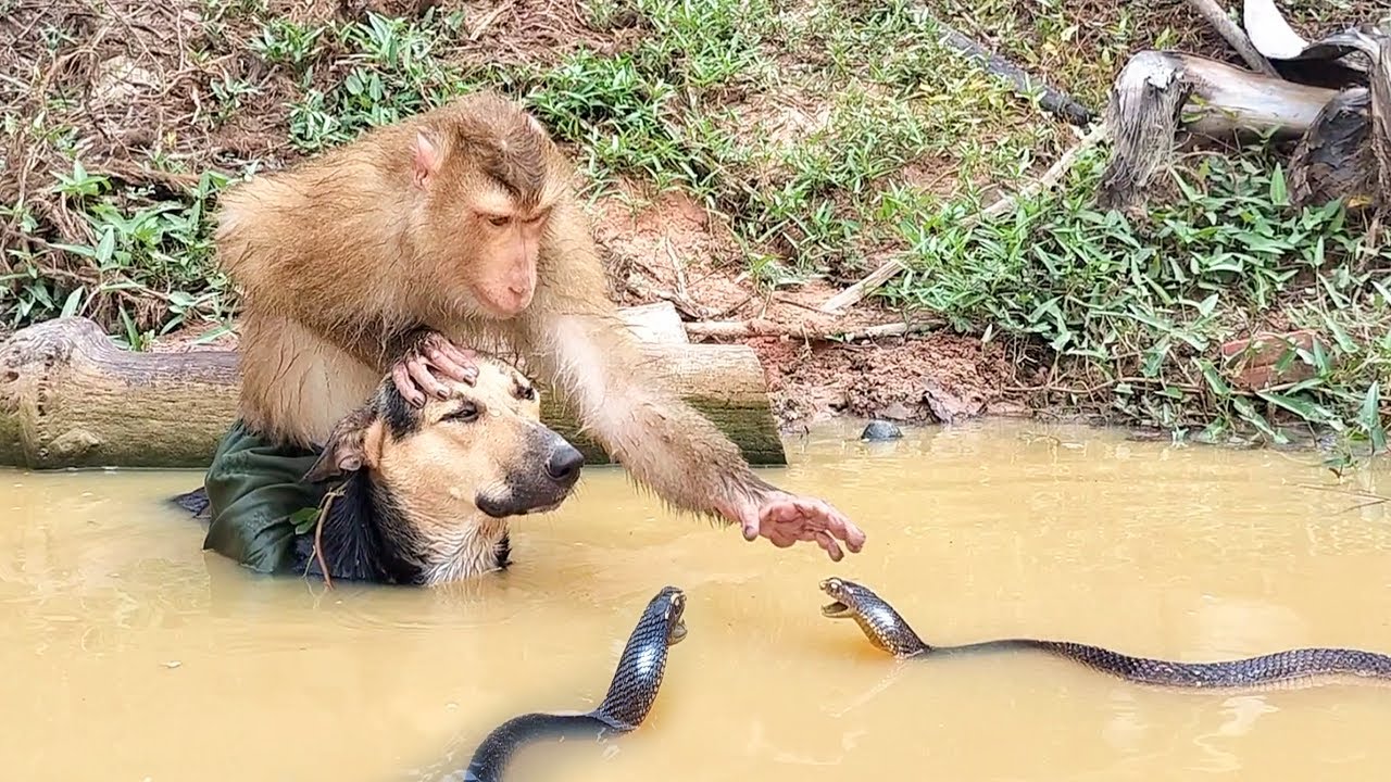 Be Careful ! OMG Phao And SokYaa Swimming & Meet Snake Like This