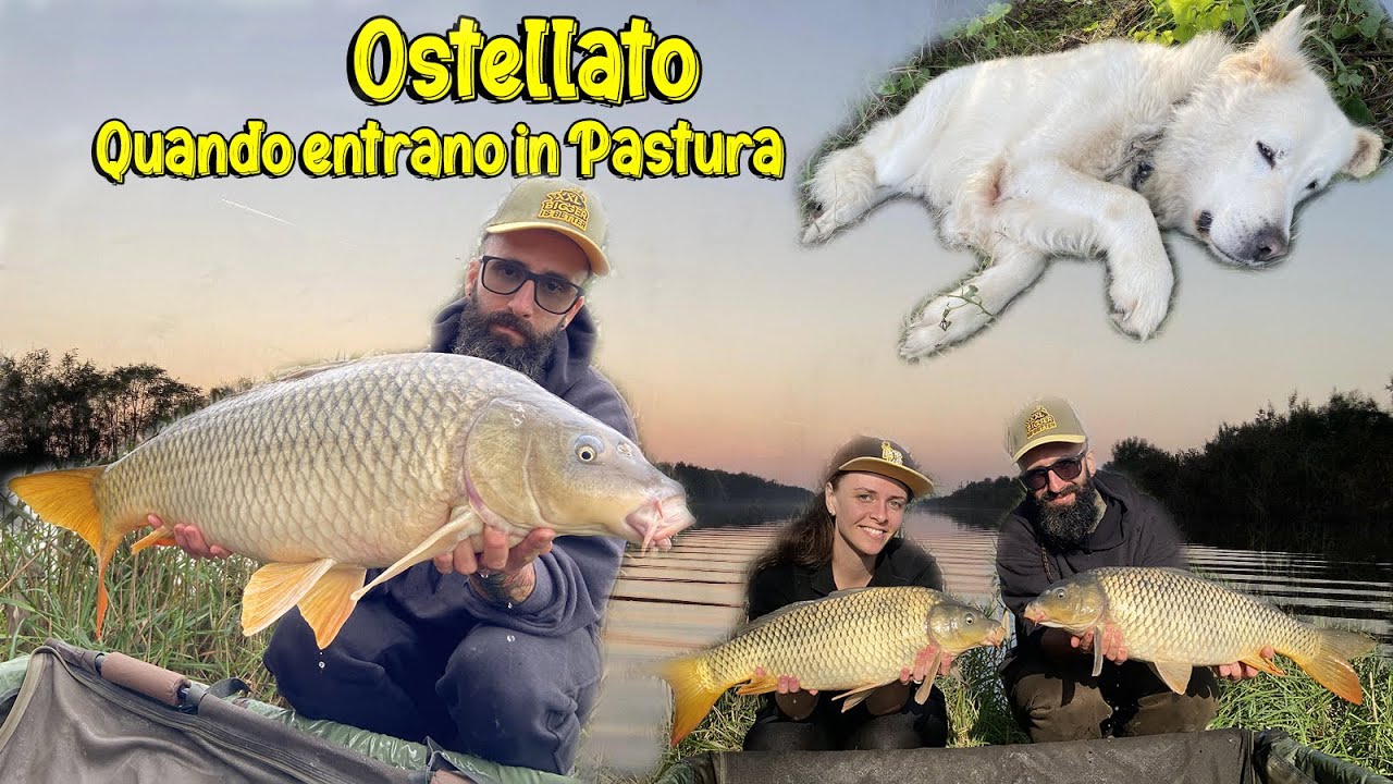 OSTELLATO  5 Giorni con Oltre 30 CARPE !!