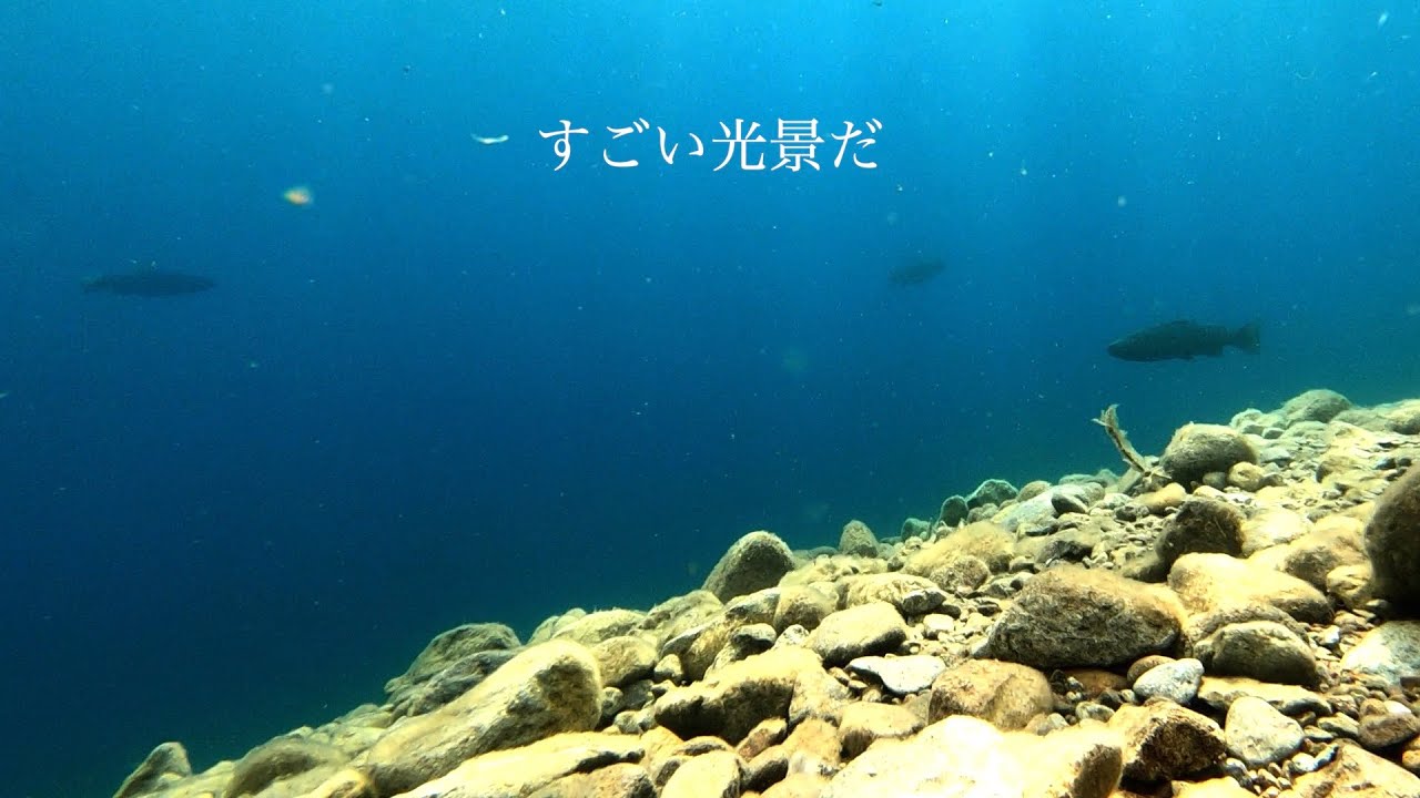 支笏湖の大型トラウト達　vol.2