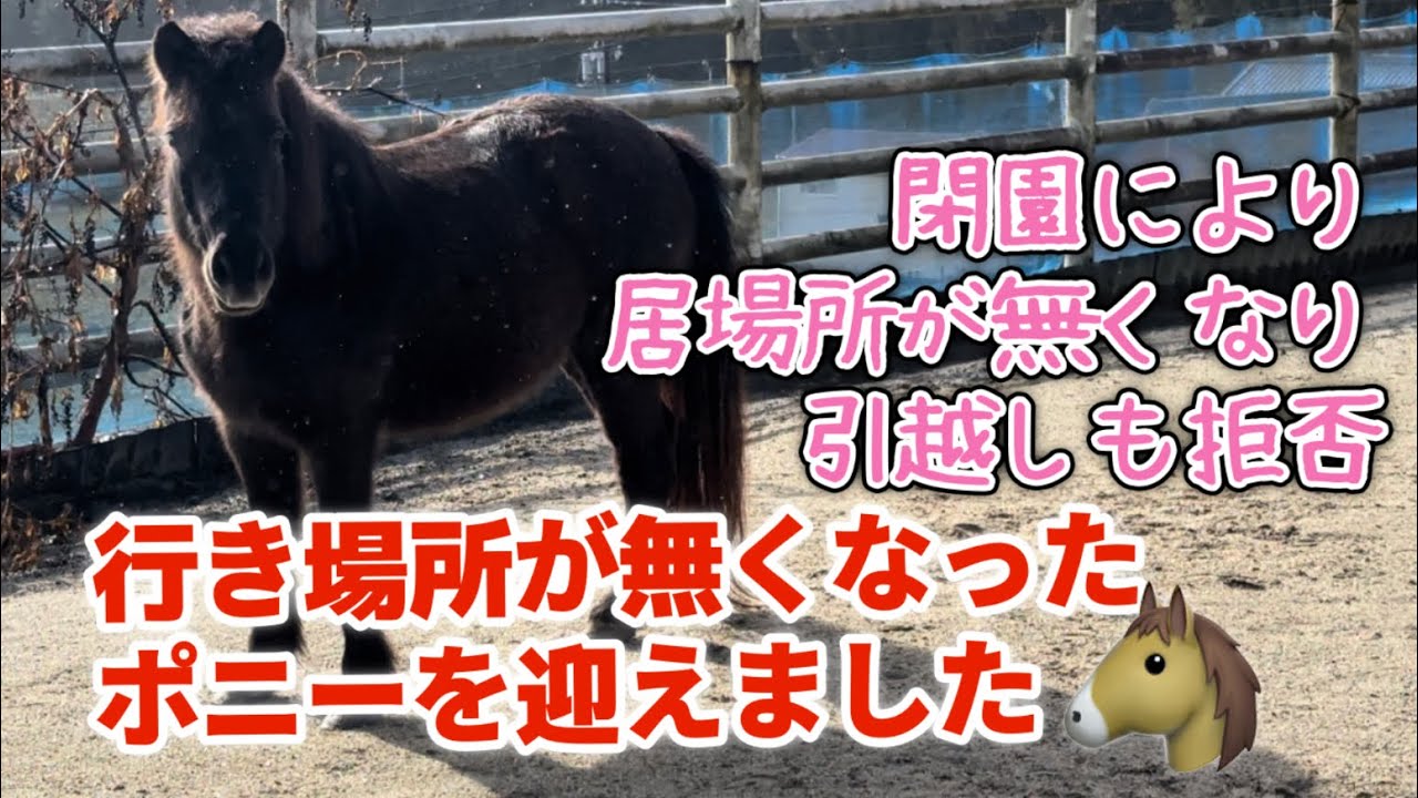 行き場所が無くなったポニーを迎えました。あんず10歳♀ポニー