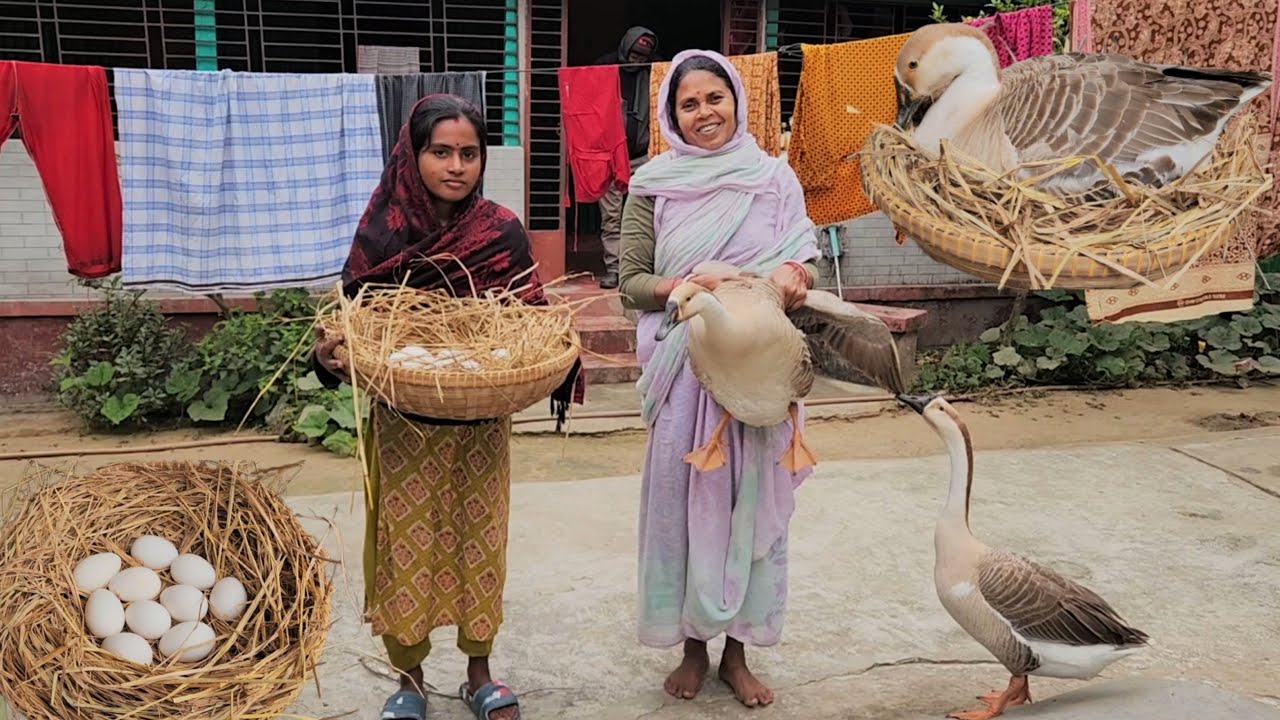 অবশেষে আমাদের রাজহাঁসের ডিম বসিয়া দিলাম । Bangladeshi Village Farmer Life Style Vlog |  Dali Vlog |