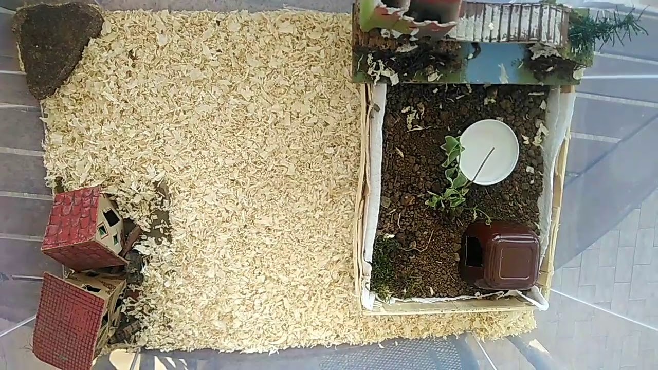 Allevamento di lucertole