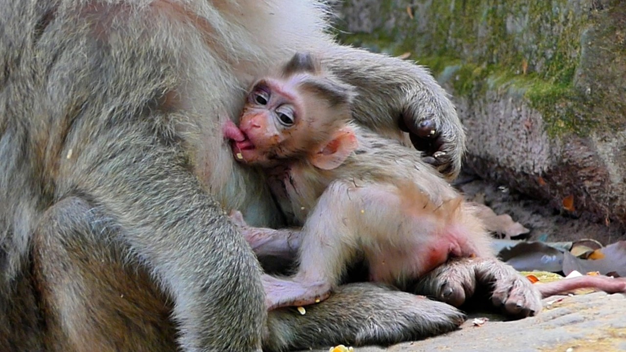 Reaction of Kid take Baby away from Her Mom  . update situation of Baby Boris of Mom Briana !