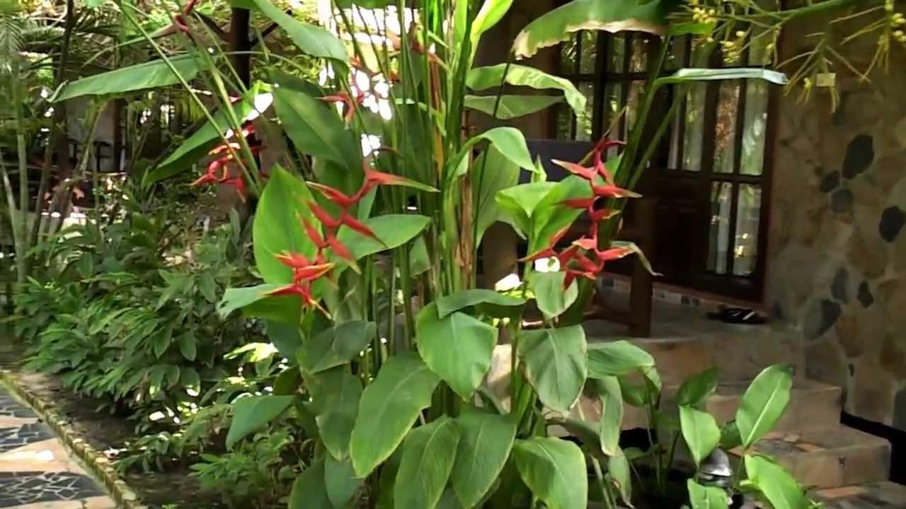 Salad Beach Resort Koh Phangan Thailand
