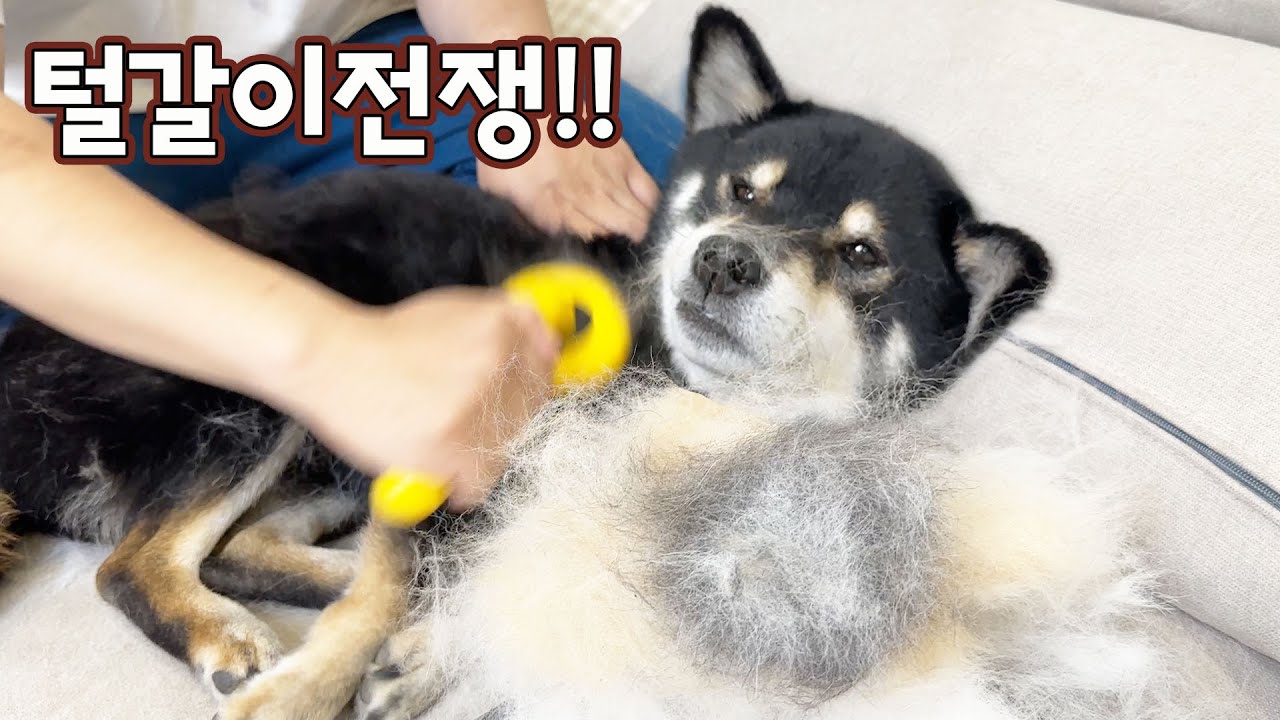 시바견이랑 정말 같이 못살겠습니다 ㅋㅋㅋ (시바견 세마리 동시에 털갈이하면 일어나는 일)