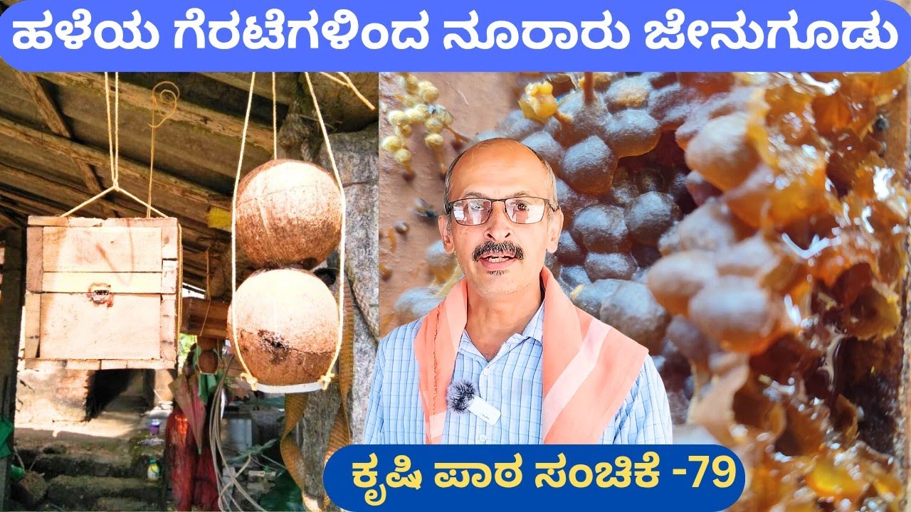 ಮನೆಯ ಸುತ್ತ ಮುಜಂಟಿ ಜೇನು‼️ಹತ್ತಾರು ವಿಧದ ಮುಜಂಟಿ ಗೂಡುಗಳು⁉️ನೀವು ಯಾಕೆ 2 ಗೂಡು ಸಾಕಬಾರದು @ಮಹೇಶ್ ಭಟ್ ಪಾಣಾಜೆ