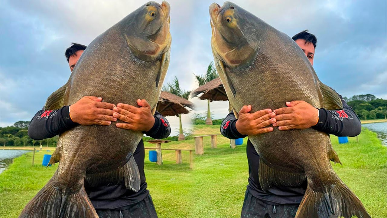 A MELHOR MÉDIA DE PEIXES DO BRASIL? ACHAMOS O LAGO PERFEITO!