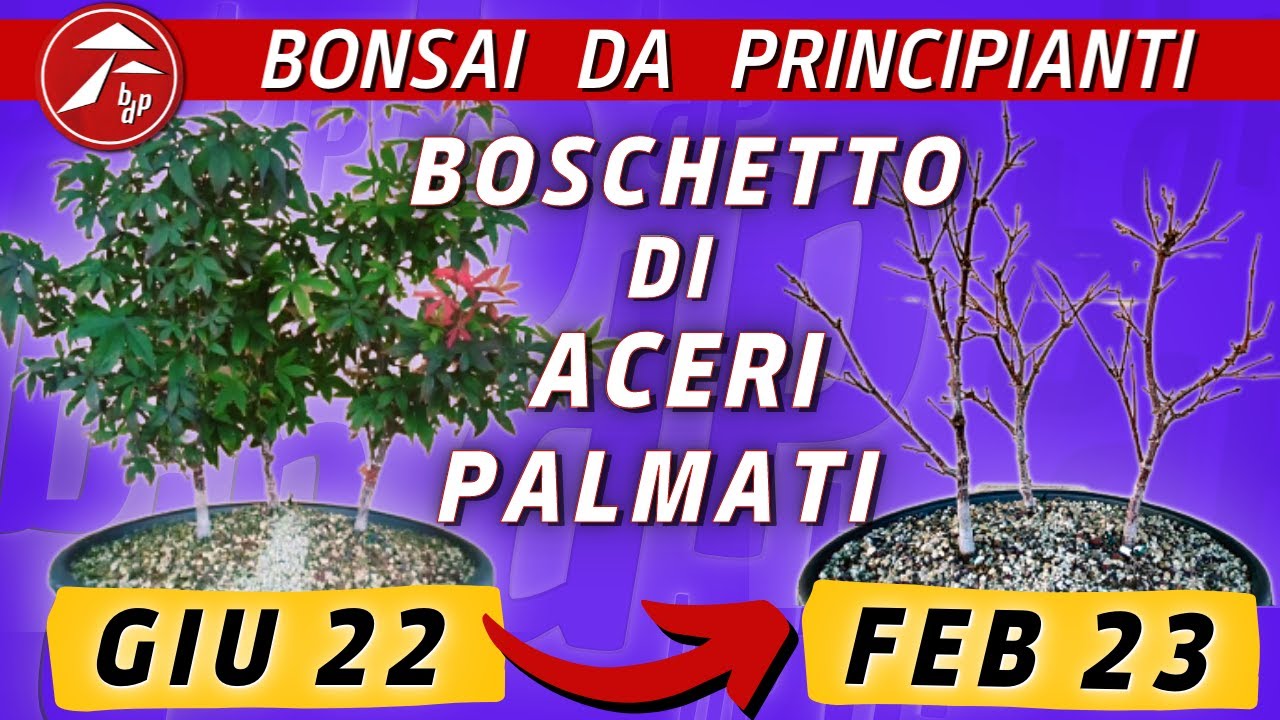 Boschetto di Aceri - giugno 2022/ febbraio 2023