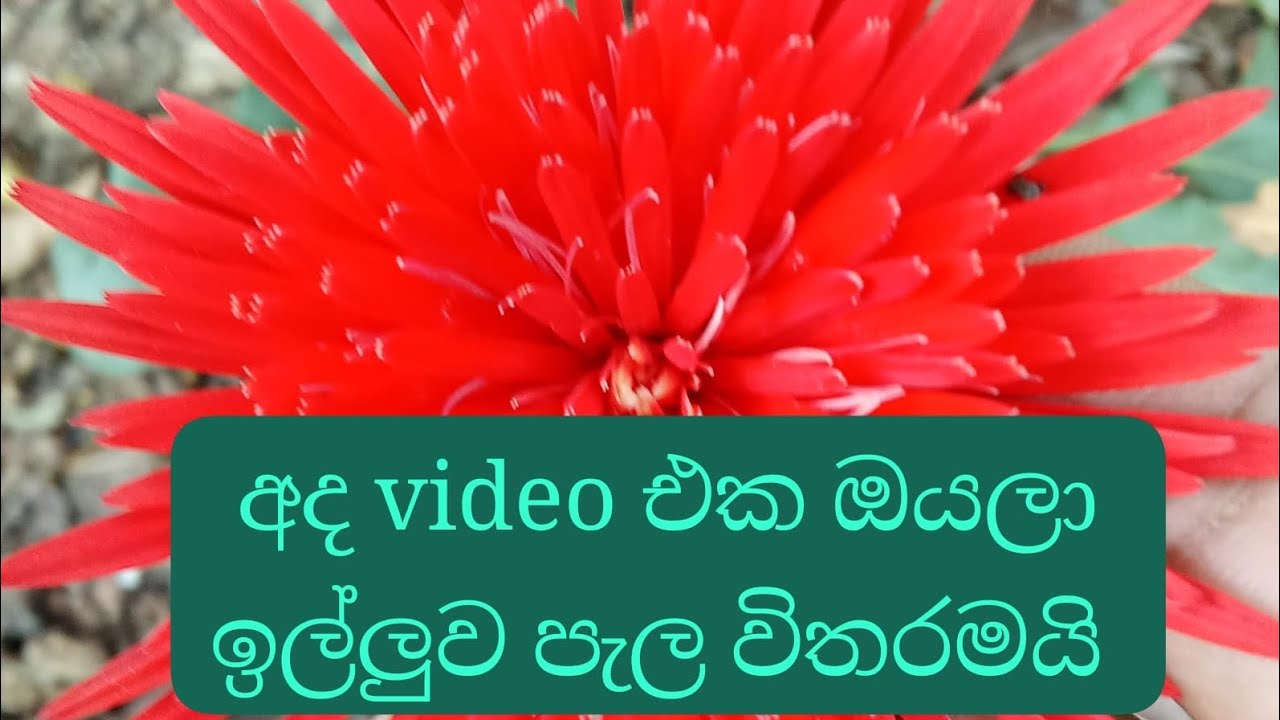 මගේ 23 වෙනි පැල සේල් එකත් එක්ක එකතු වෙන්න❤️💐 0778748751💐❤️