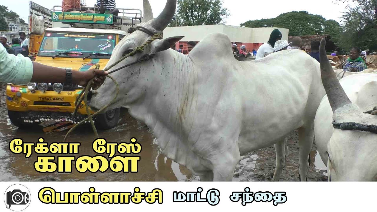 Pollachi mattu santhai | பொள்ளாச்சி மாட்டு சந்தை