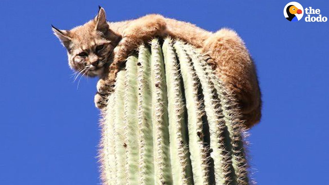 How Did This Bobcat Get On Top Of 45-Foot Cactus?! | The Dodo