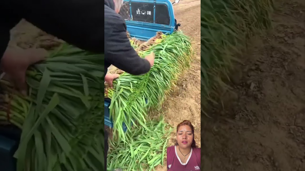 yasari pat katerw bechanu parxa hoii #agriculture #trending #farming #plants #cuttingskills #harvest