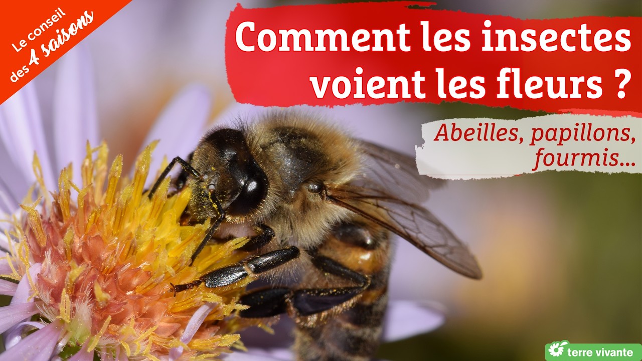 Comment les insectes voient les fleurs - Les 4 Saisons
