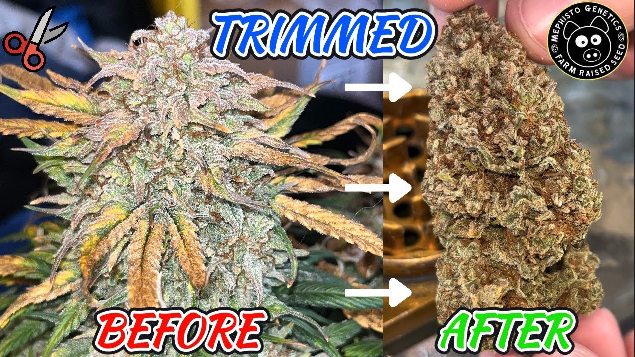 MEPHISTO SOUR CRACK DRY TRIM & WEIGH FINALE✂️